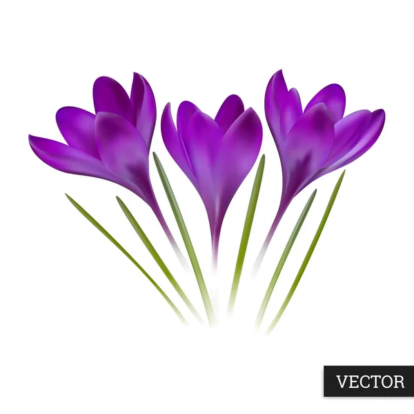 Crocus Květiny Izolované Bílém Pozadí Realistické Krásné Vektorové Ilustrace Fialovými — Stockový vektor