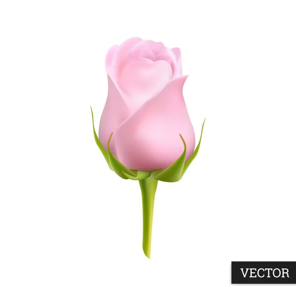 Růžová Růže Realisticky Izolované Bílém Pozadí Krásná Vektorová Ilustrace Ikona — Stockový vektor