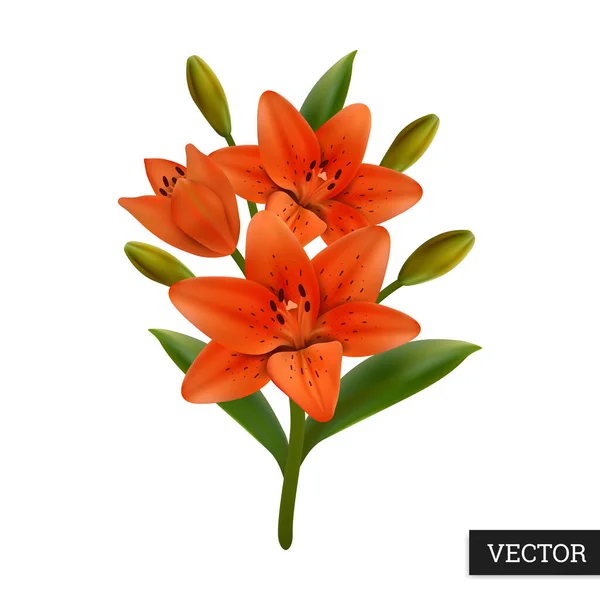 Lirios Aislados Sobre Fondo Blanco Flores Naranjas Florecientes Icono Estilo — Vector de stock