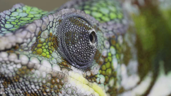 Extreme close-up portrait, the eye of the chameleon rotates looking around. Panther chameleon (Furcifer pardalis).