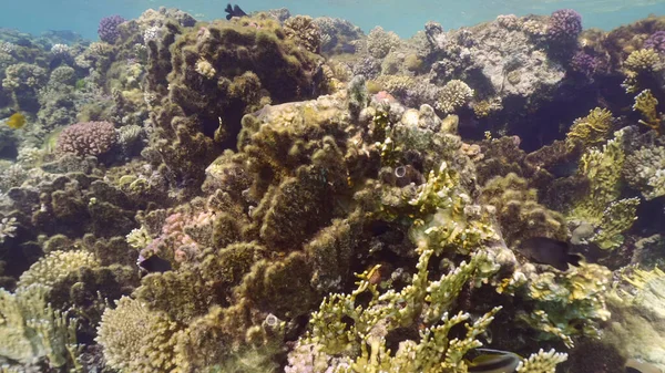 Brown algae covered hard corals. Net Fire Coral (Millepora dichotoma) becomes overgrown with brown algae and dies, colorful tropical fish swim around it, Red sea, Egypt