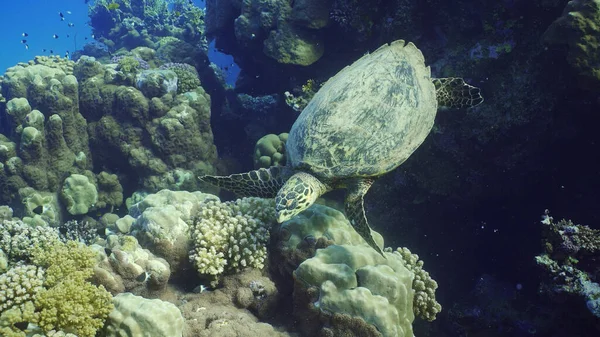 Top view of Hawksbill Sea Turtle or Bissa (Eretmochelys imbricata) feeds on hard corals on top of a beautiful tropical reef, Red sea, Egypt