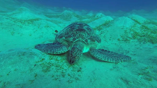 Sea turtle grazing on the seaseabed, slow motion. Great Green Sea Turtle (Chelonia mydas) eating green algae on seagrass meadow, Red sea, Egypt