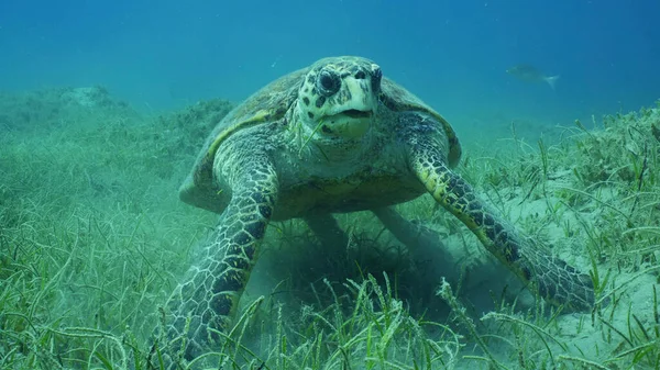 Very old male Hawksbill Sea Turtle or Bissa (Eretmochelys imbricata) on seagrass meadow covered with Round Leaf Sea Grass or Noodle seagrass (Syringodium isoetifolium), Red sea, Safaga, Egypt