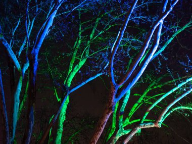 Mavi ve yeşil ışıklarla aydınlatılmış çıplak ağaçlar sanatsal gece gösterimi yaratıyor.