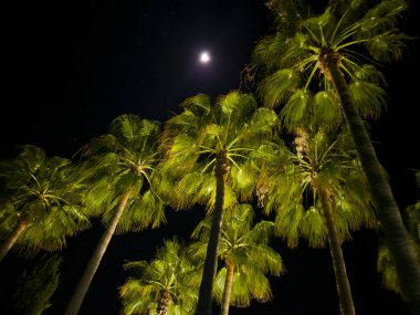 Gece gökyüzünde palmiye ağaçları.