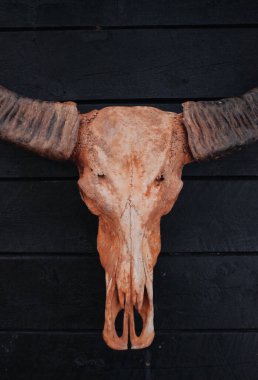 Tahta bir duvarda asılı duran uzun boynuzlu bir boğa kafatası.