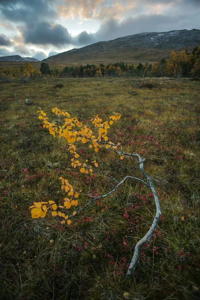 Autumn Birch Tree Arctic Landscape Northern Scandinavia Autumn Birch Trees — Stock Photo, Image