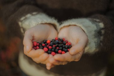 Kuzey İskandinavya 'nın altın bir sonbahar ormanında bir avuç taze toplanmış yaban mersiniyle örülmüş beyaz kadın.
