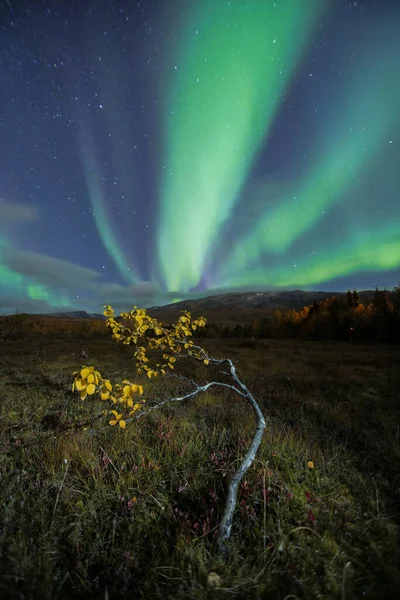 Kleine Berkenboom Onder Aurora Borealis Noorderlicht Vroege Herfst Het Arctische — Stockfoto