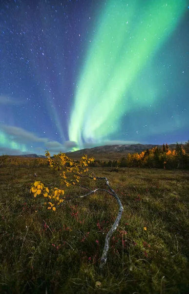 Kleine Birke Unter Polarlichtern Frühherbst Der Arktischen Landschaft Nordskandinaviens — Stockfoto