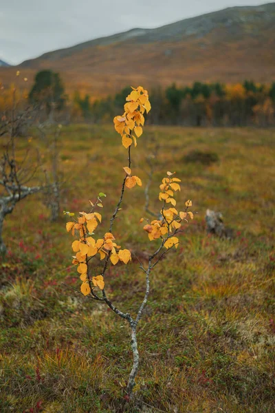 stock image Telephoto shot of a autumn woodland landscape in arctic northern scandinavia with one single small birch tree as a main object