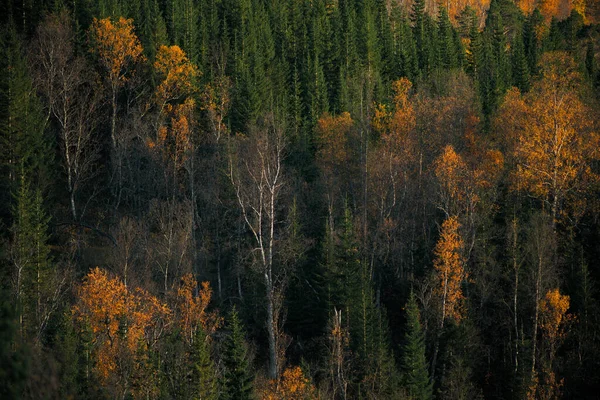 Telefoto Uma Paisagem Arborizada Outono Ártico Norte Escandinávia Com Uma — Fotografia de Stock