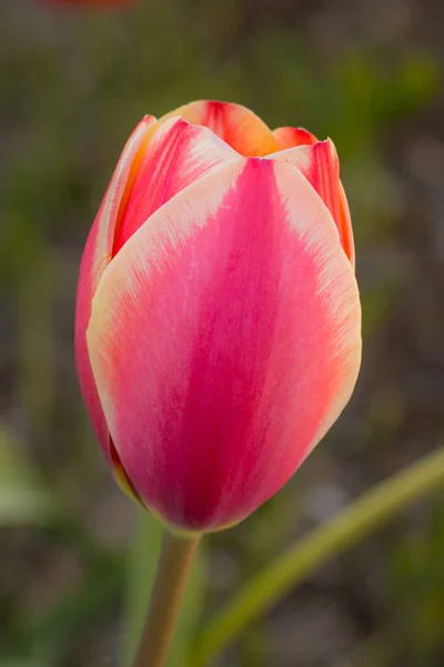 Весенние Цветы Красные Тюльпаны Садовая Вечеринка Женщин — стоковое фото