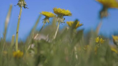 Karahindiba çiçeği yaklaşıyor. Tatil, yaz tatili, ligo. Video klibi. Yumuşak seçici odak.