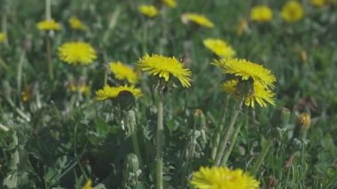 Karahindiba çiçeği yaklaşıyor. Tatil, yaz tatili, ligo. Video klibi. Yumuşak seçici odak.