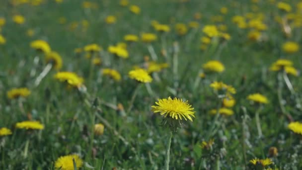 Цветок Одуванчика Движется Крупным Планом Время Отпуска Летние Каникулы Лиго — стоковое видео