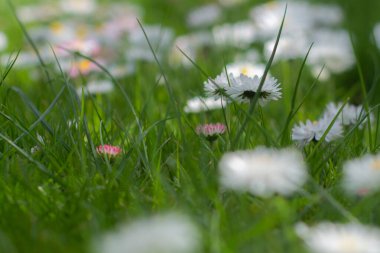 Yeşil yaprakları ve çiçekleri olan bir çayır dolusu beyaz gelincik. Sağlıklı bir yaşam tarzı. Şenlik çelengi için.