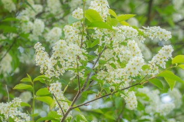 Beyaz kokulu çiçekli bir ağaç, ilkbaharda bir iva. Anneler Günü için çiçekler..