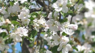 Beyaz çiçekli elma ağacı, donmakta olan elma çiçekleri, çiçek açan elma çiçekleri. Videolar.