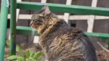 Bir köylü kedisi oturmuş onu okşuyor, bir kadının elini okşuyor. Bir ses duy. Kayıp bir hayvan..