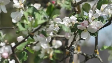Beyaz çiçekli elma ağacı, donmakta olan elma çiçekleri, çiçek açan elma çiçekleri. Videolar.