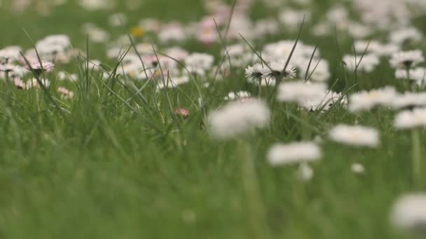 Летние Цветы Белого Цвета Зеленой Травой Летних Каникулах Крупный План — стоковое видео