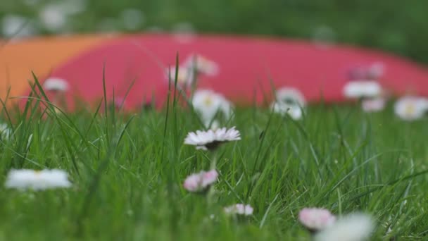 Blumen Gras Und Eine Schwulenfahne Bewegen Sich Wind Sommerblumen Weißer — Stockvideo