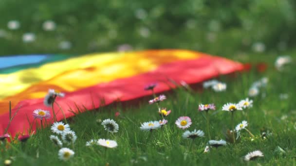 Kwiaty Trawa Gejowska Flaga Poruszają Się Wietrze Kwiaty Letnie Kolorze — Wideo stockowe