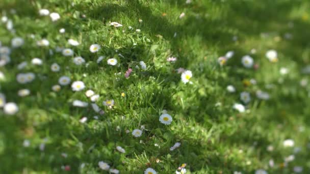 Yaz Tatilinde Beyaz Renkli Yeşil Çimenli Yaz Çiçekleri Yakın Plan — Stok video