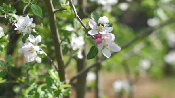 Apfelbaum Mit Weißen Blüten Wie Eine Biene Sammelt Honig Blühende — Stockvideo