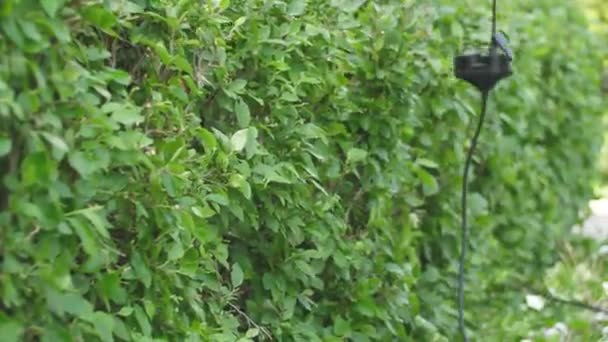Una Mujer Con Cortaescobillas Corta Ramas Arbustos Primavera Ella Limpia — Vídeos de Stock