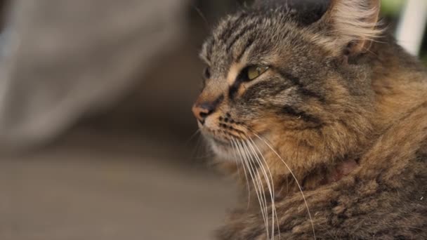 Country Cat Sienta Mira Escucha Escucha Sonido Animal Desaparecido — Vídeo de stock