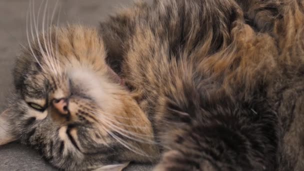 Kucing Desa Duduk Melihat Mendengarkan Mendengar Suara Hewan Yang Hilang — Stok Video