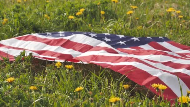 미국의 국기가 아름다운 민들레 있습니다 — 비디오
