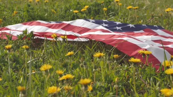 Amerikas Förenta Staters Flagga Vackraste Gula Maskrosor Sommarfestival — Stockvideo