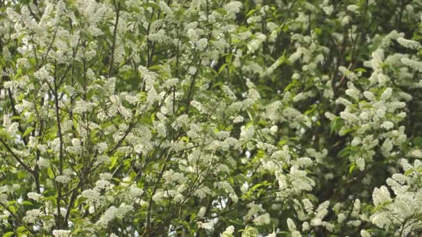 Strom Bílými Voňavými Květy Iva Jaře Květiny Den Matek — Stock video