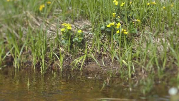 Wiosna Płynie Rzeka Żółto Białe Kwiaty Brzegu — Wideo stockowe