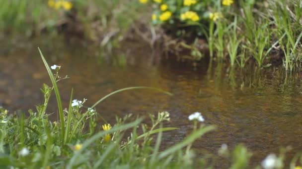 Quellfluss Fließt Und Gelbe Und Weiße Blumen Ufer — Stockvideo