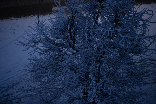 Les Branches Des Arbres Sont Couvertes Neige Blanche Hiver Dans — Photo