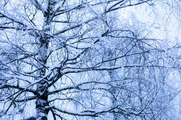 Κλαδιά Των Δέντρων Καλύπτονται Λευκό Χιόνι Κατά Διάρκεια Του Χειμώνα — Φωτογραφία Αρχείου