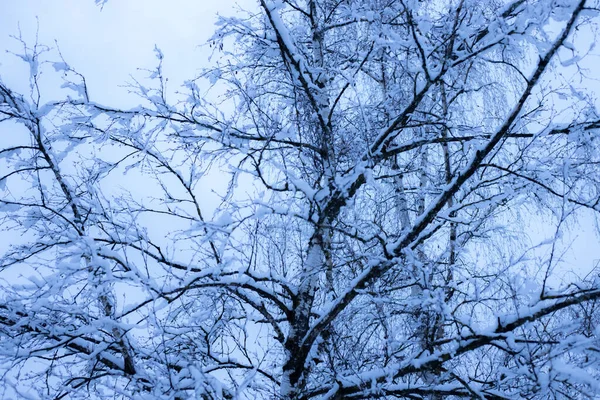 Κλαδιά Των Δέντρων Καλύπτονται Λευκό Χιόνι Κατά Διάρκεια Του Χειμώνα — Φωτογραφία Αρχείου