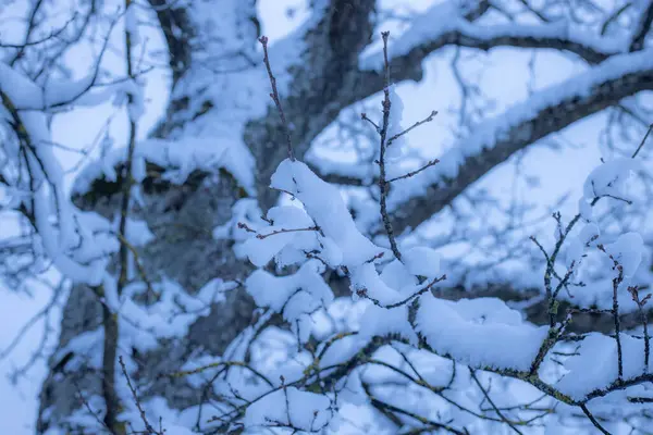 冬天树枝上覆盖着白雪 — 图库照片