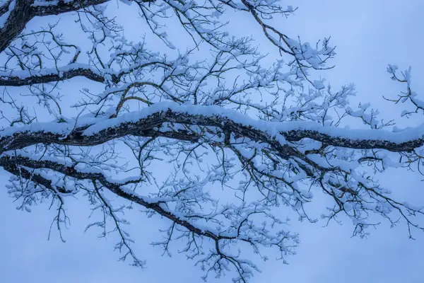 Las Ramas Los Árboles Están Cubiertas Nieve Blanca Durante Invierno — Foto de Stock