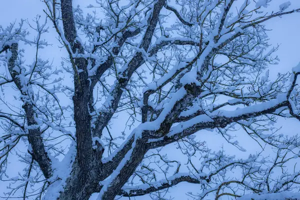 Äste Sind Winter Mit Weißem Schnee Bedeckt — Stockfoto