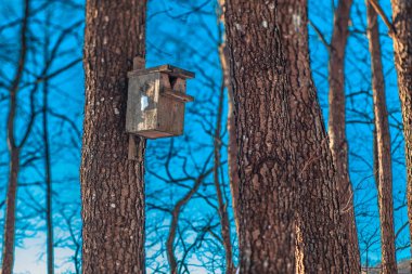 Ormanda beyaz karlı kış ve baharda kuş kafesli ağaç gövdeleri. Ağaçlı ve karlı bir orman.