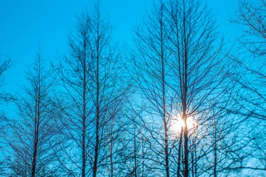 Ağaçlar ve güneş ağaçların arasında kışın parlıyor..