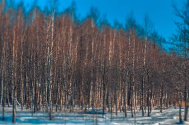 Kışın, gezinti güvertesindeki doğal ağaçlar karla kaplıdır. Evlerle dolu yürüyüş parkı..