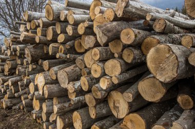 Ormanda bir odun yığını. Kuru ağaçlar. İlkbaharda temiz orman.
