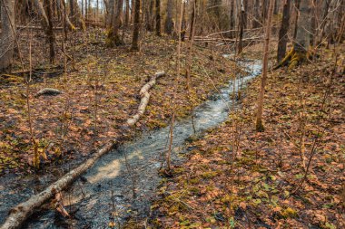 Taştan bir dolomit şelalesi ve aşağı doğru akan güçlü bir su akıntısı. Yakınlarda bir orman ve düşen ağaçlar var..